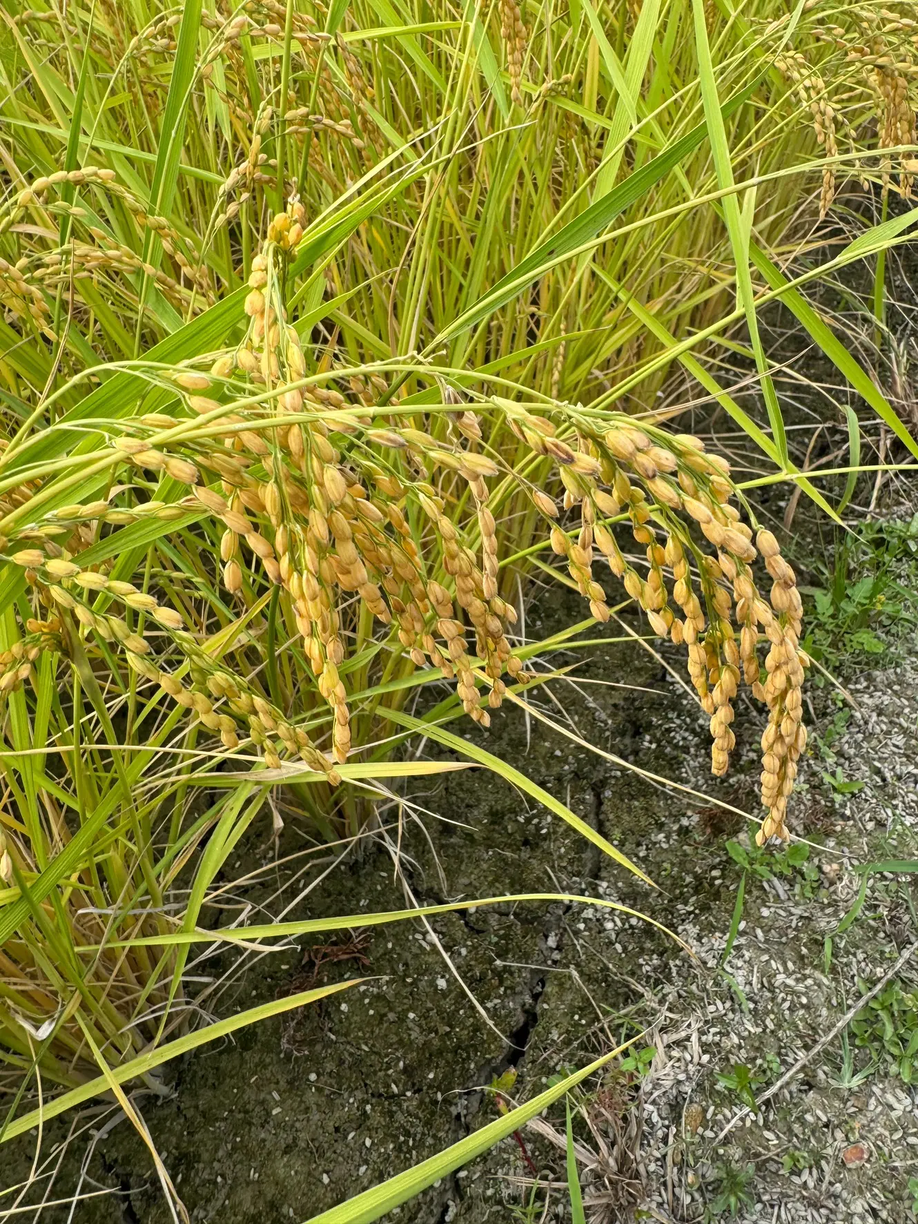 クリークファーム