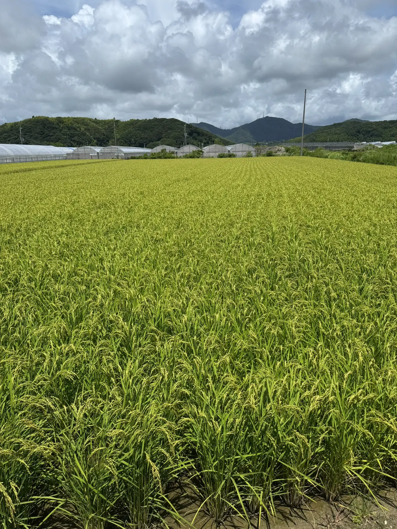 クリークファーム