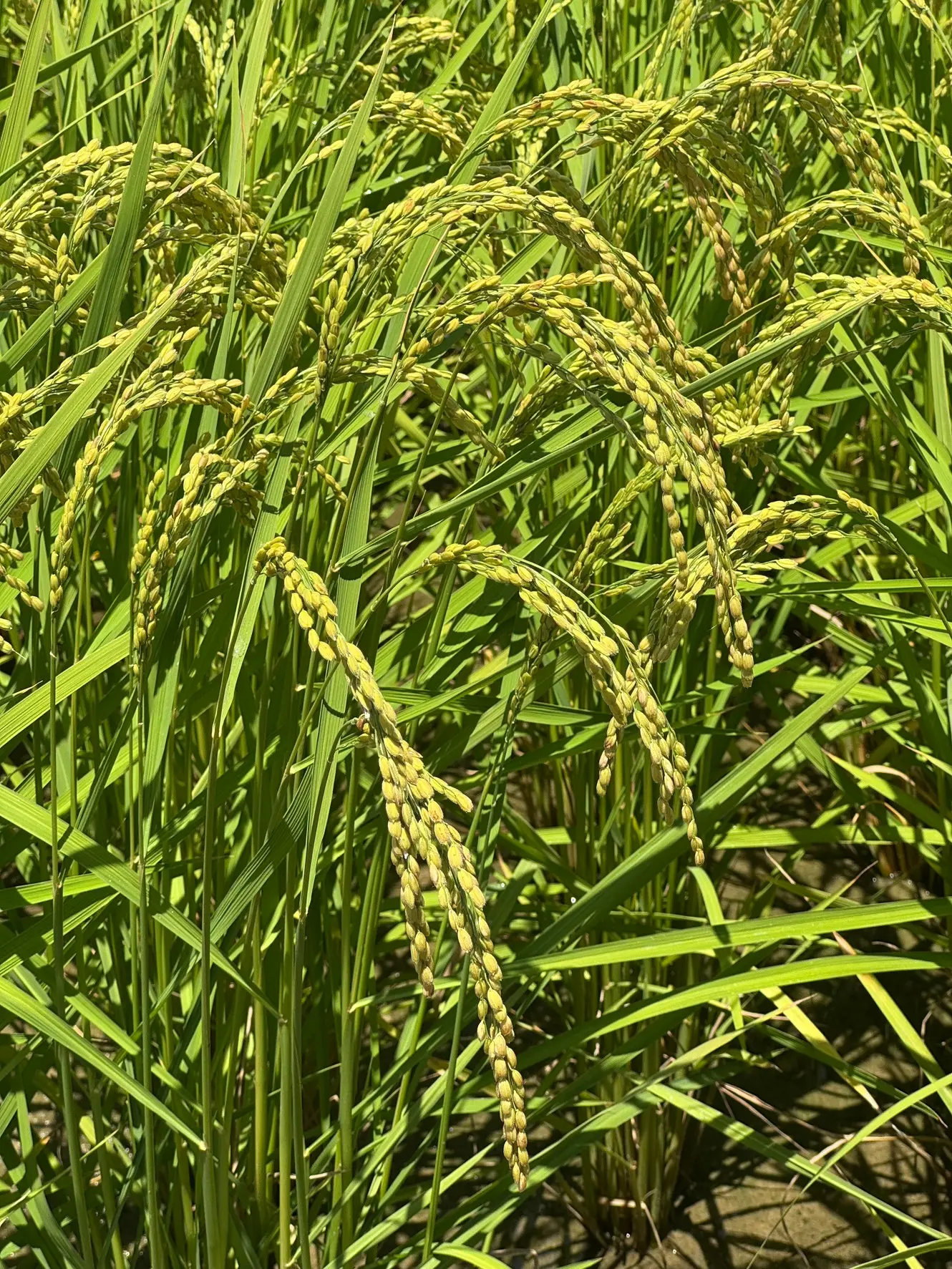 クリークファーム