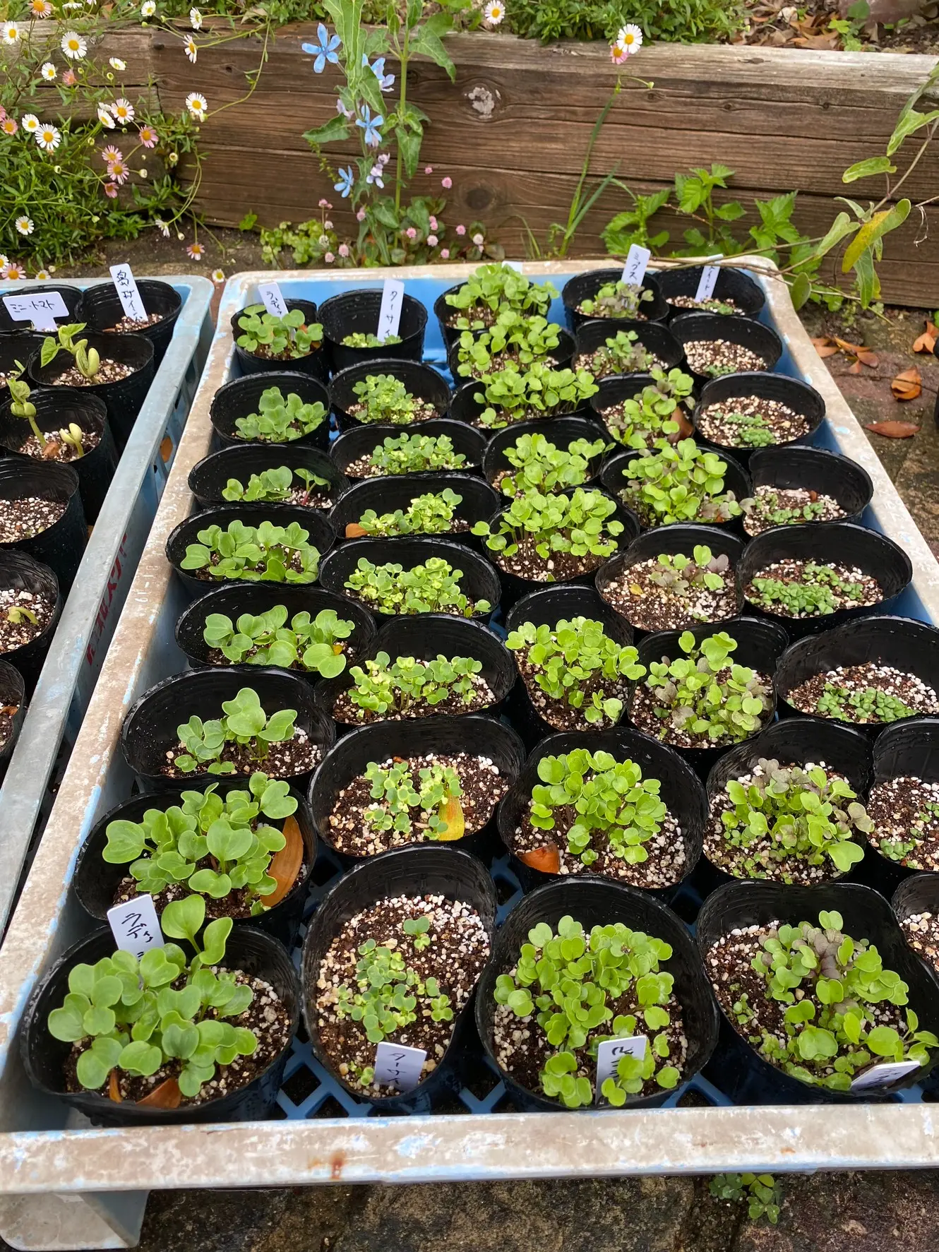 クリークファーム